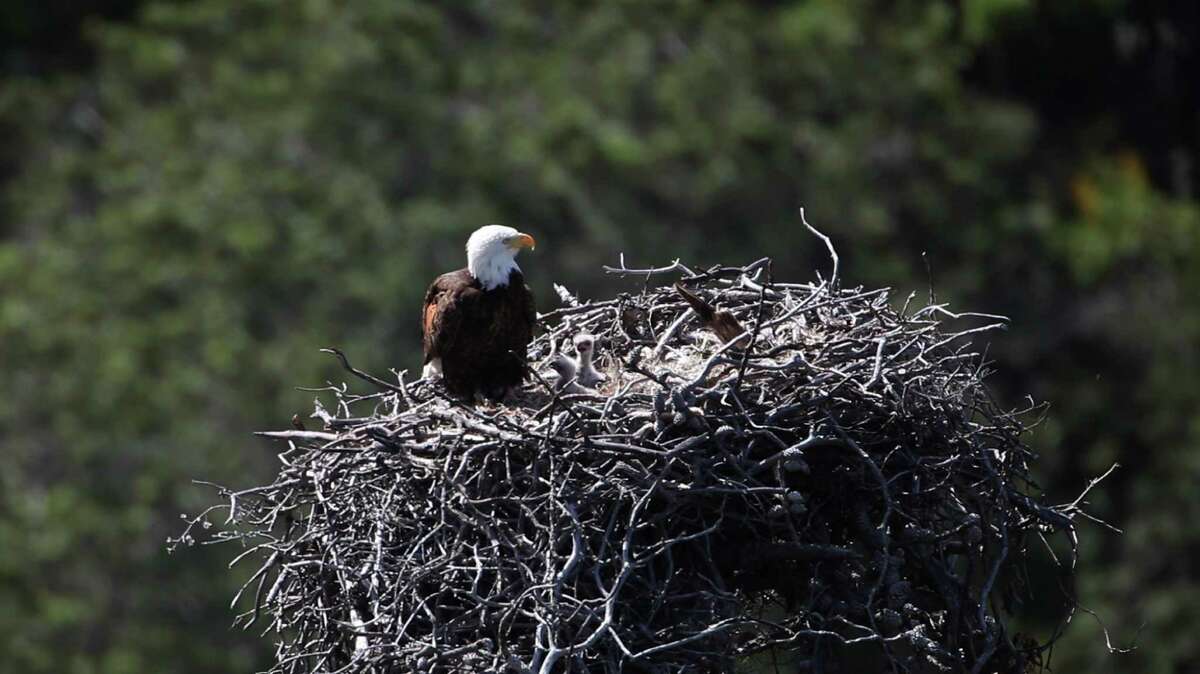 Peep peep! Two baby bald eagles hatch in Channel Islands National Park