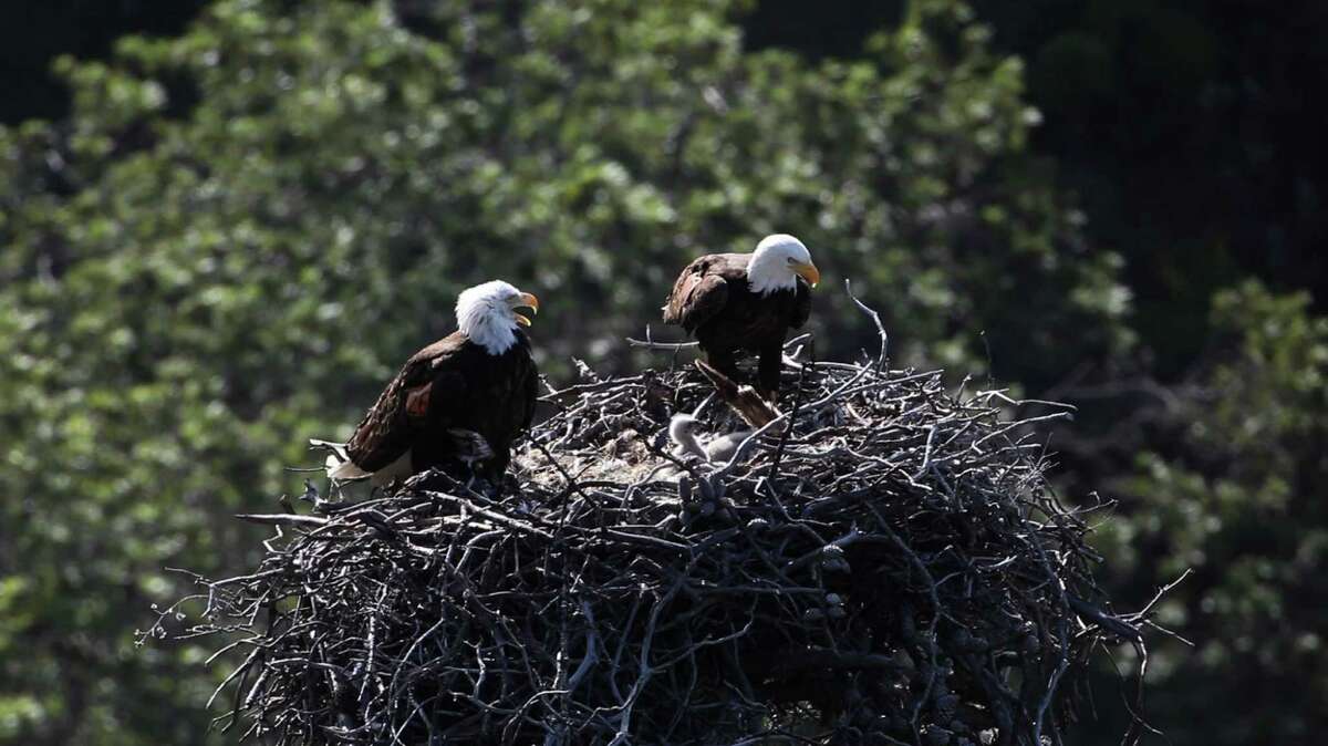 Peep peep! Two baby bald eagles hatch in Channel Islands National Park