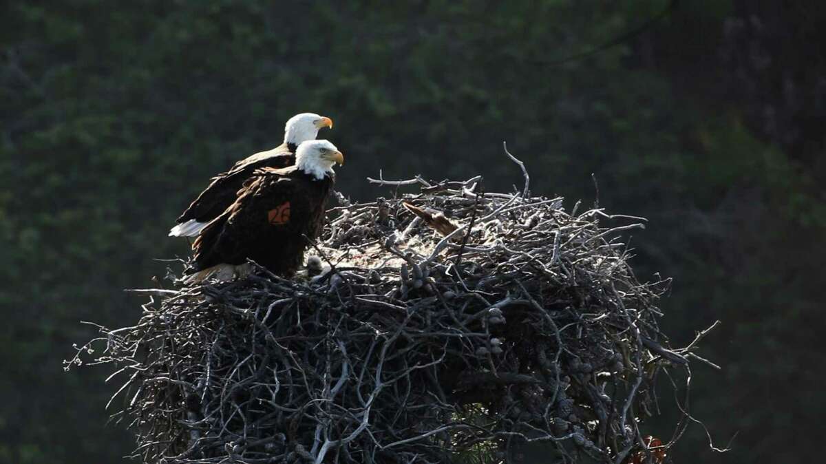 Peep peep! Two baby bald eagles hatch in Channel Islands National Park