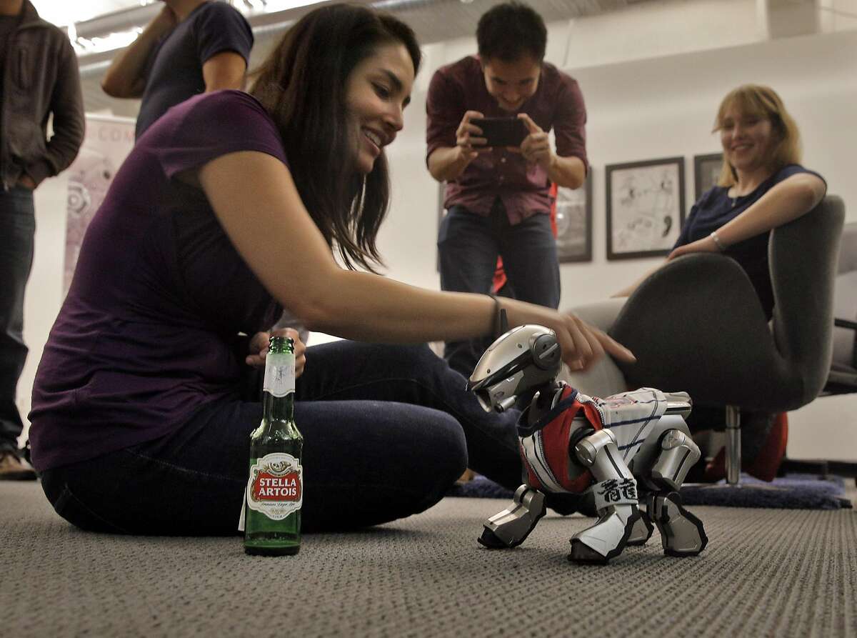 Carolyn Estrada plays with an Aibo robotic dog during a social meetup of San Francisco's community of robot aficionados, and their robots put on by Silicon Valley Robotics at Comet Labs in San Francisco, Calif., on Wednesday, March 16, 2016.
