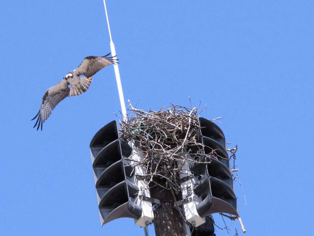 Ospreys’ return celebrated in Milford
