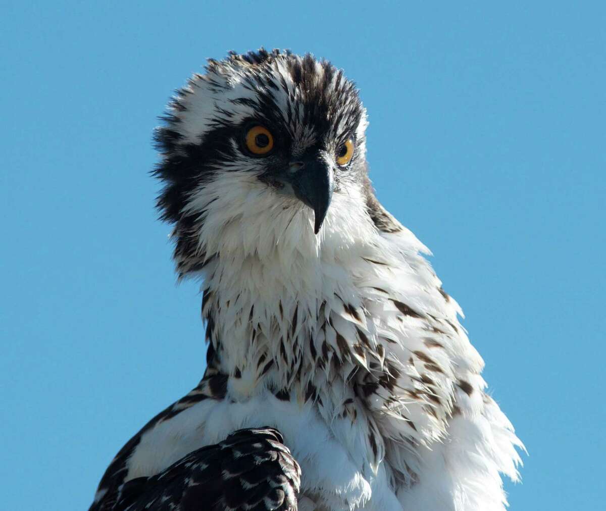 osprey nl