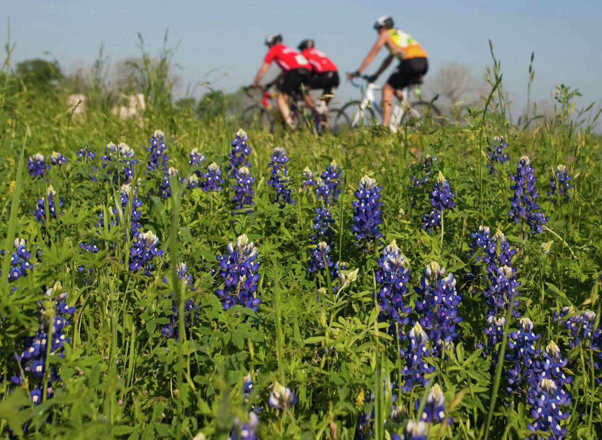 Biker pass a patch of bluebonnets off of FM 529 during the Bluebonnet Express bike ride on Sunday March 25, 2012 in Houston, TX. 