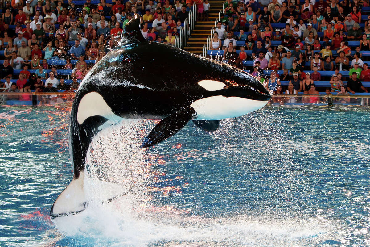 A killer whale leaps into the air during the new "One Ocean" killer whale show at SeaWorld San Antonio on June 10, 2011. The new show replaces the popular "Believe," a show that enjoyed a five-year run at the park. Shamu Theater received numerous upgrades for the new show including a three-story set with 32 new soaring fountains, two giant LED screens, a new surround sound system, brilliantly colored lights and an original, contemporary musical score with global rythms. At the core of the show is the unifying message that both animals and humans are part of one world, with one ocean, and its future is in our hands to cherish and protect. Photo by Marvin Pfeiffer