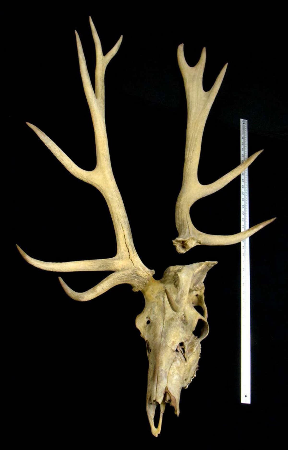 FILE- This undated photo provided by Michigan State University shows an ancient elk's skull and antlers. The skull and antlers turned up at Michigan State University, more than 30 years after they were discovered but then stolen from the ground in Shiawassee County, Mich. A museum at Michigan State University will be the permanent home of antlers and skull they are believed to be more than 5,000 years old. (Pearl Yee Wong/Michigan State University Museum via AP, File)