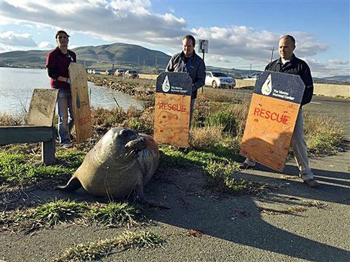 In this photo provided by the California Highway Patrol, wildlife experts from the Marine Mammal Center in Sausalito attempt to corral an elephant seal that repeatedly tried to cross a highway, slowing traffic in Sonoma, Calif., Monday, Dec. 28, 2015. CHP spokesman Officer Andrew Barclay says callers first reported the 500-pound mammal was trying to climb the divider wall of Highway 37 near Sears Point in Sonoma. He says U.S. Fish and Wildlife Service crews and CHP officers managed to usher the adult seal back into the San Francisco Bay. But it got back out of the water again at least twice. (California Highway Patrol via AP)