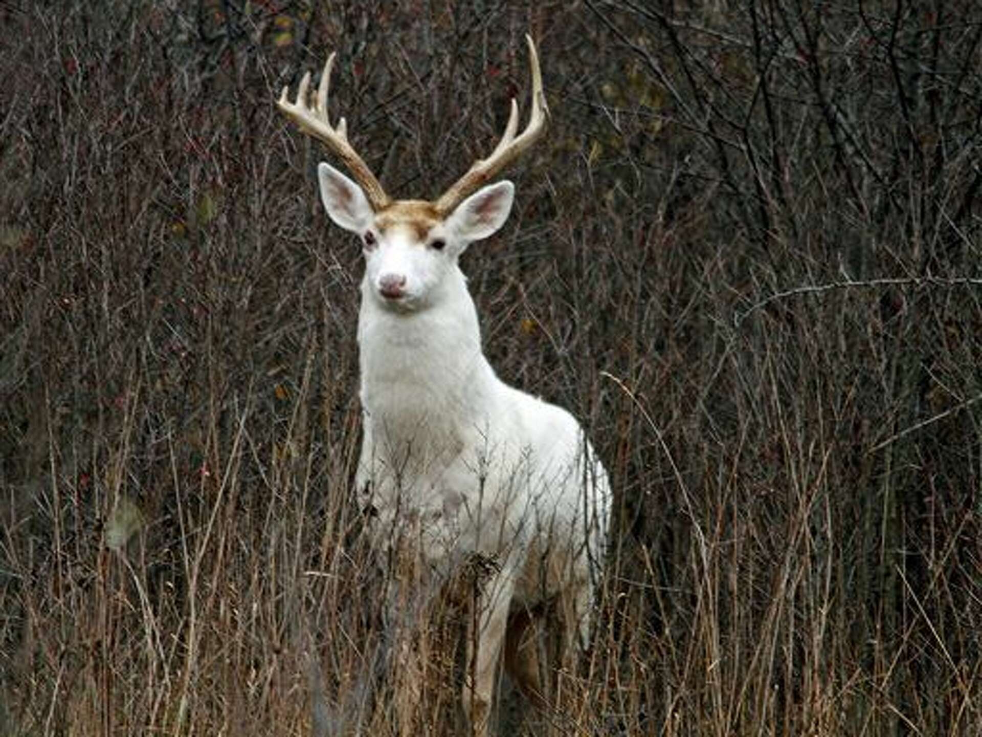 Future uncertain for rare white deer at former weapons site