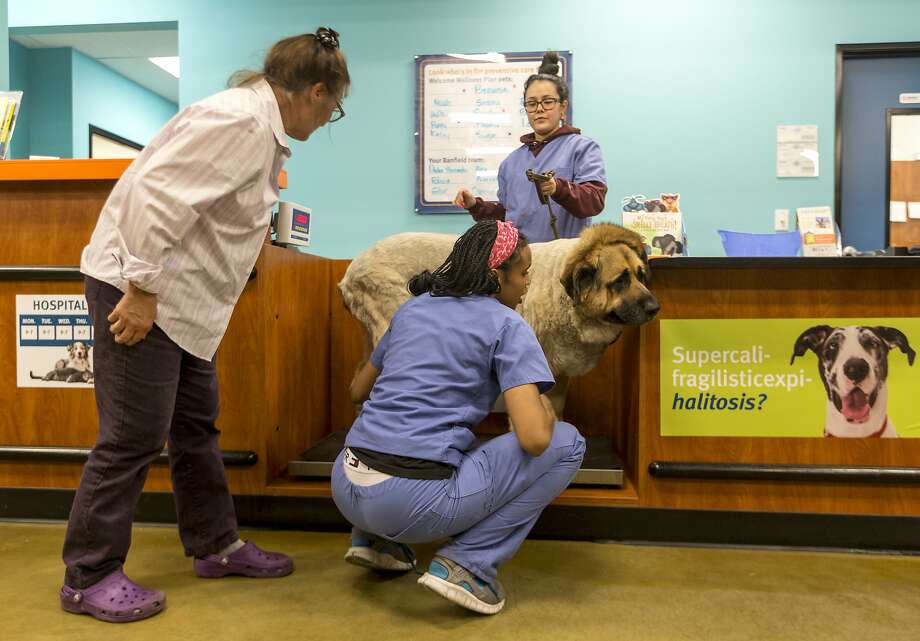 Hiring a veterinarian proves difficult in rural areas Beaumont Enterprise