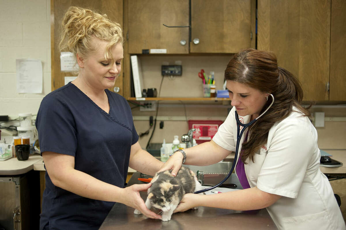 Readers' Choice 2015: Midland Animal Clinic offers convenient care Readers' Choice 2015: Midland Animal Clinic offers convenient care