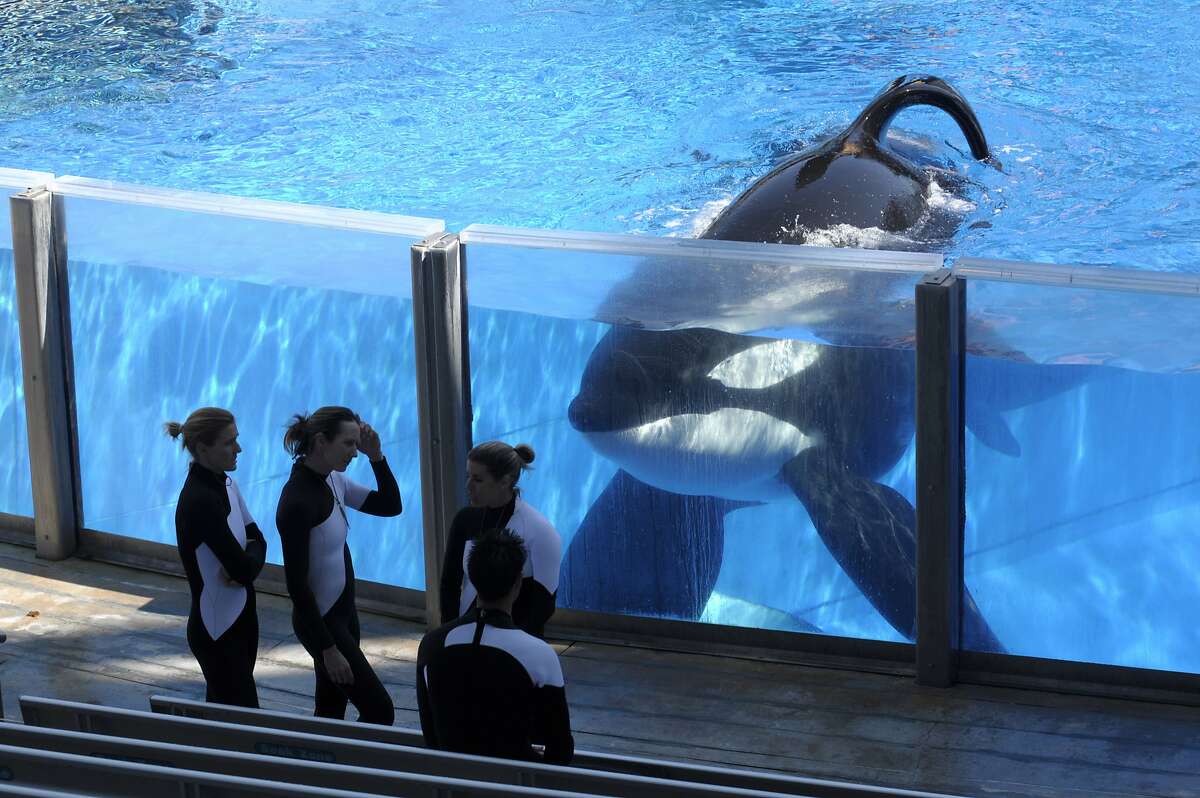 Killer whale Tilikum watches as SeaWorld trainers take a break during a training session at the theme park's Shamu Stadium in Orlando.