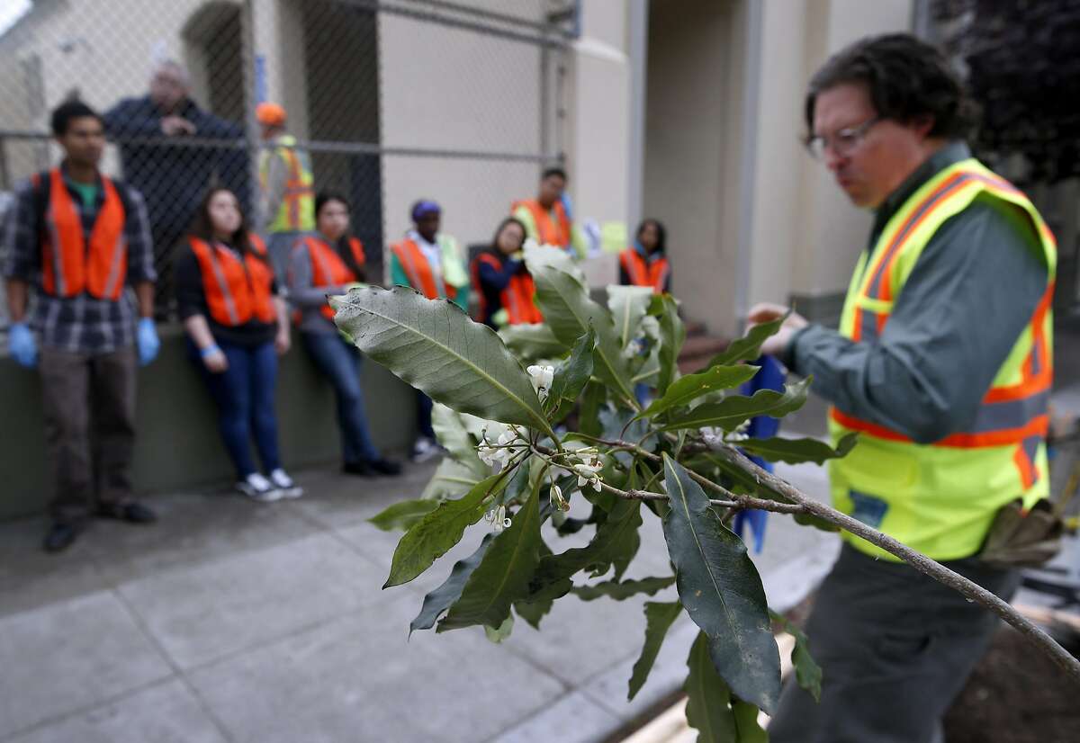 Volunteers receive instructions how to plant a Victorian box tree (foreground) from Department of Public Works urban forester Chris Buck (right) in front of Francisco Middle School in San Francisco, Calif. on Saturday, March 19, 2016. Hundreds of volunteers fanned out throughout the North Beach and Chinatown neighborhoods to plant 36 trees, remove weeds and repaint streetlight poles for this year's Eco Fair.