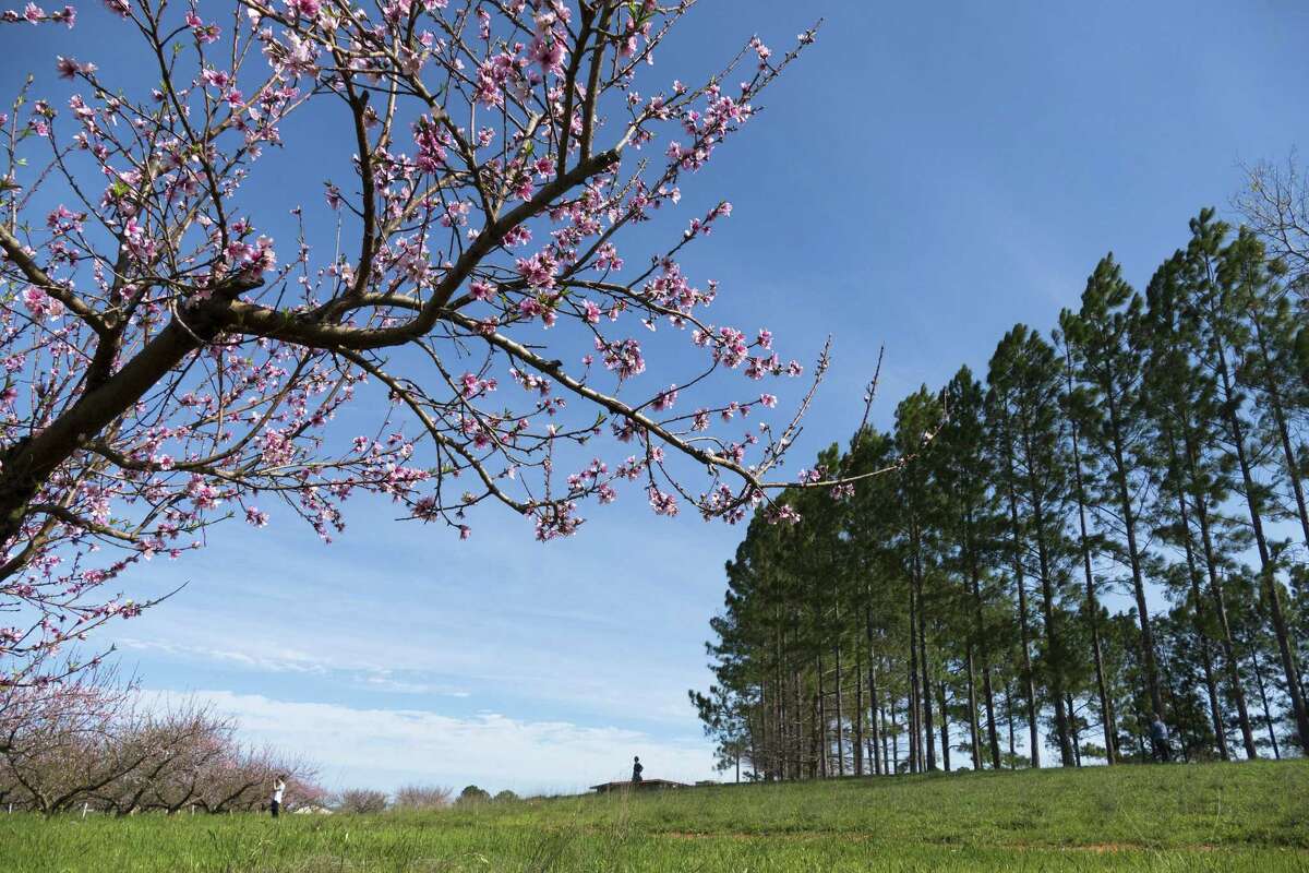 One group of plants that benefited by the cold weather are your fruit trees. In fact, if you have low-chill peach varieties such as Florida King or Springold peaches, they are blooming now.