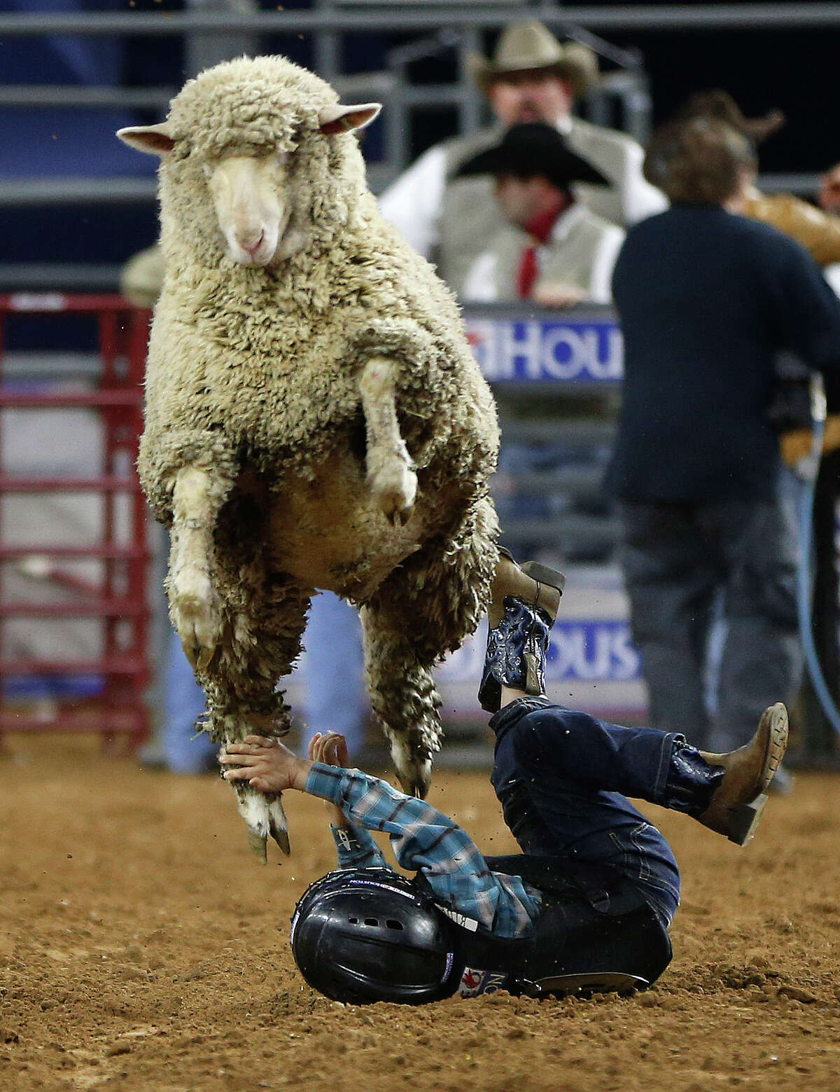 A sheep leaps over Carson Triola, 6, of Houston during the Mutton Bustin' event at the Houston Livestock Show and Rodeo in NRG Stadium, Saturday, March 19, 2016.