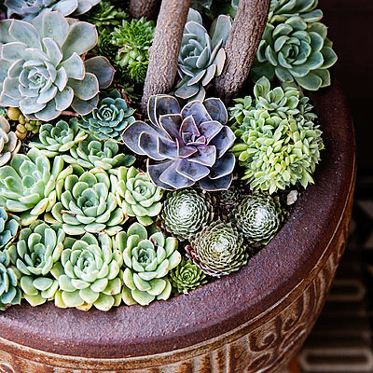 38 ideas for succulents in containers