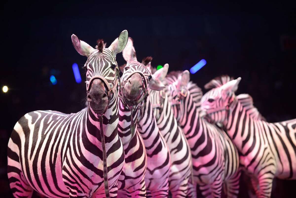 Zebras seen running loose in East Oakland, escapees from circus