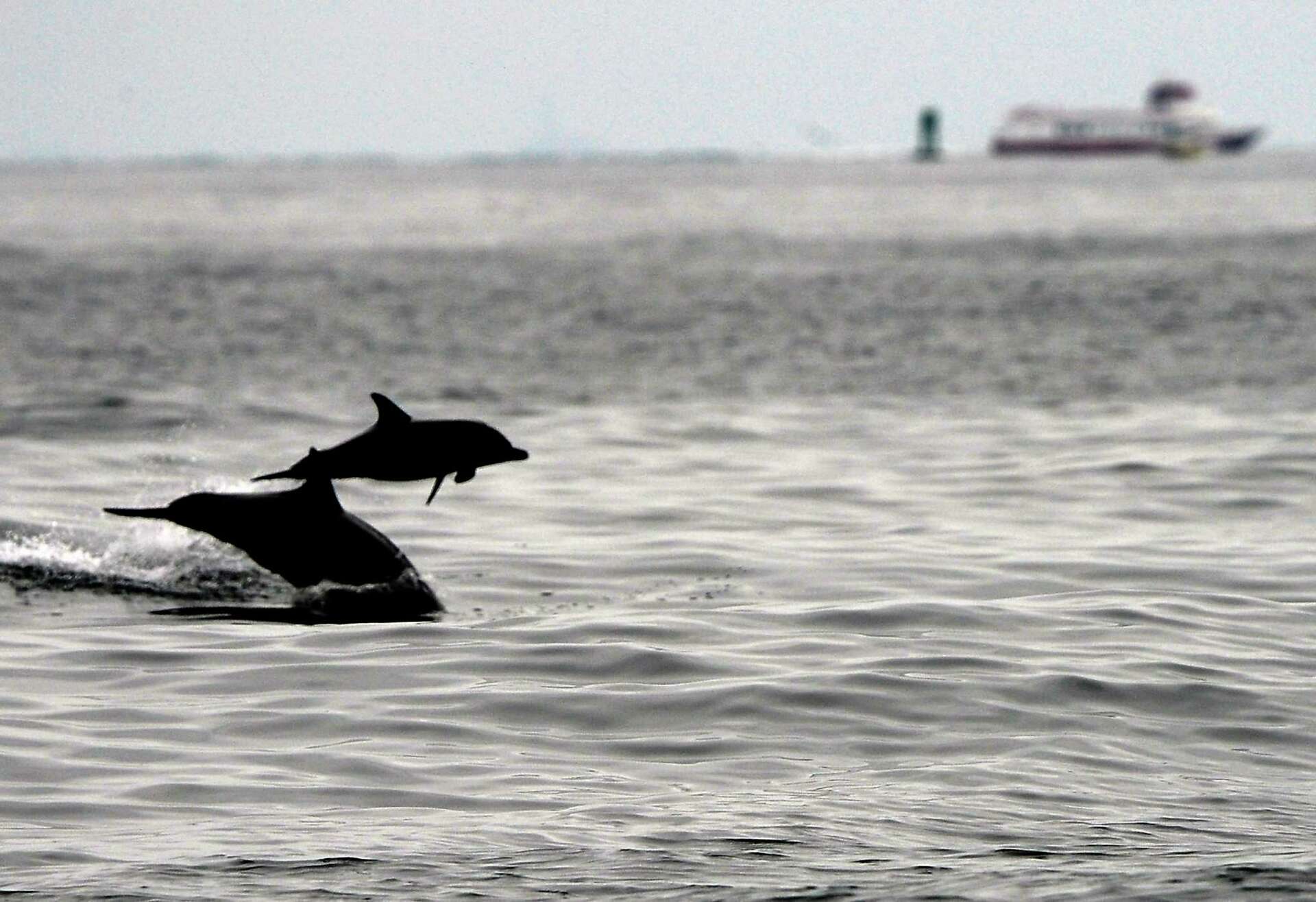 Report: New orca calf born in southern resident J pod