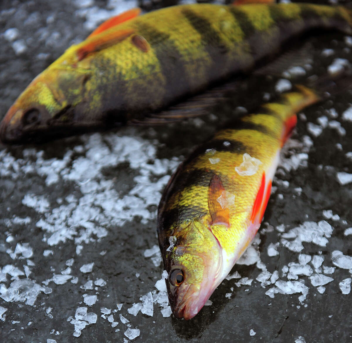 Yellow perch caught during ice fishing at the ever popular Pink House Cove on the Housatonic River in Derby, Conn. on Wednesday Jan. 21, 2015.