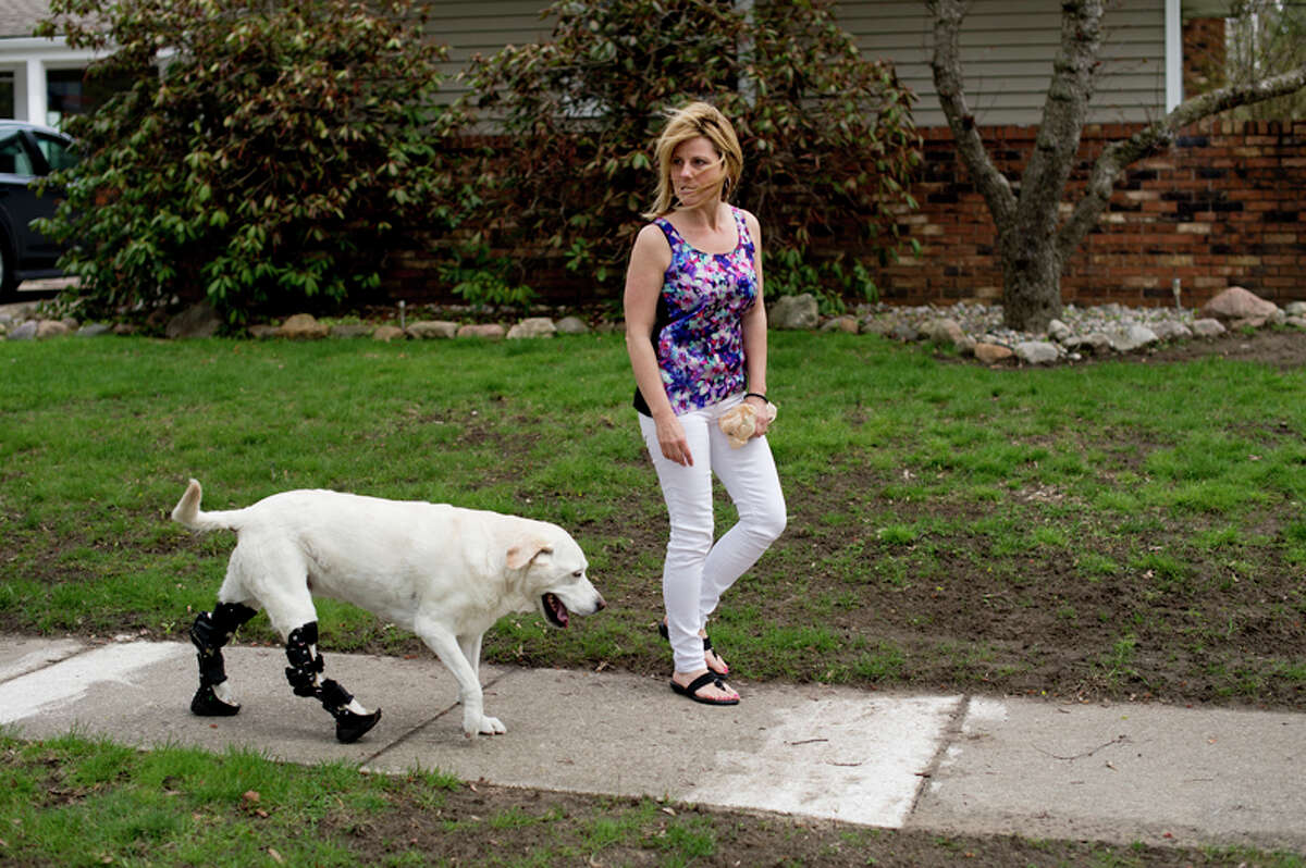 Kris Dexter walks with her dog, Missy, in Midland. Missy, a 10-year-old lab, has Achilles tendon degeneration, which makes walking difficult. The dog wears orthotics on her hind legs to help her walk.