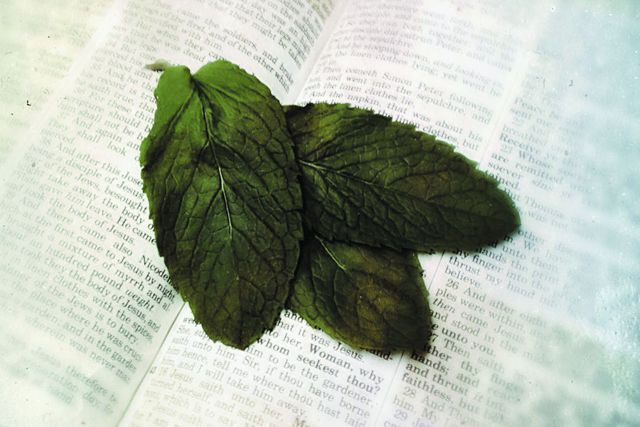 Top Healing Herbs In The Bible