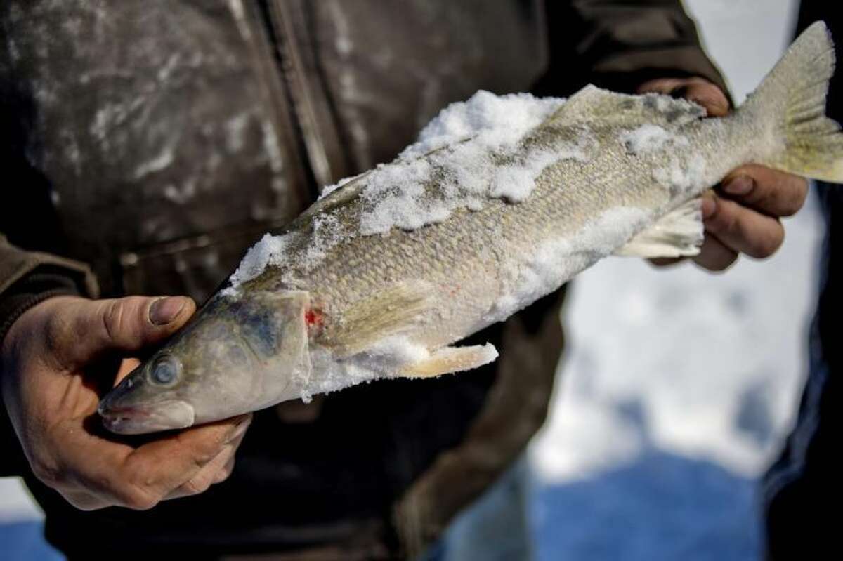 FILE PHOTO :: NICK KING | nking@mdn.net Tony Frasier, of St. Charles, shows off a walleye he caught Thursday on the ice in Saginaw Bay on Lake Huron in Linwood.