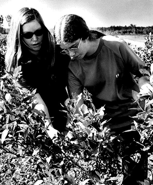 Meryl Rindsberg Former Merrill residents honor parents with blueberry cookbook