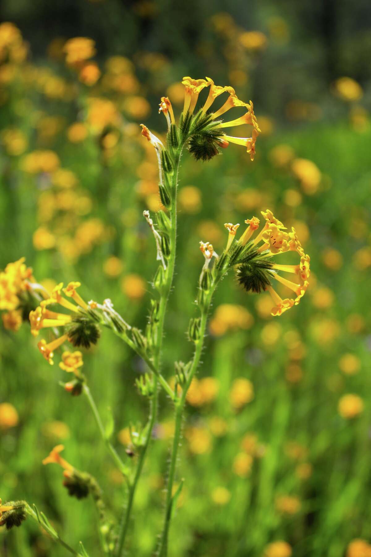 Bay Area ablaze with colorful wildflowers