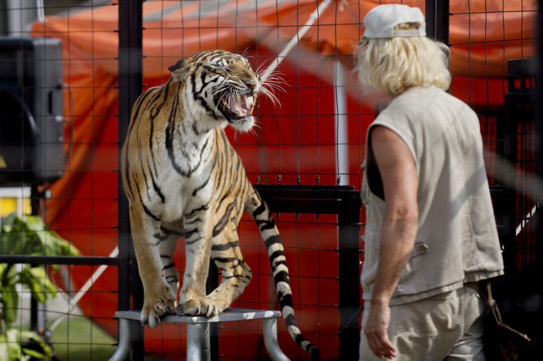 Earning their stripes! Playful tiger cubs play fight in Nuremberg