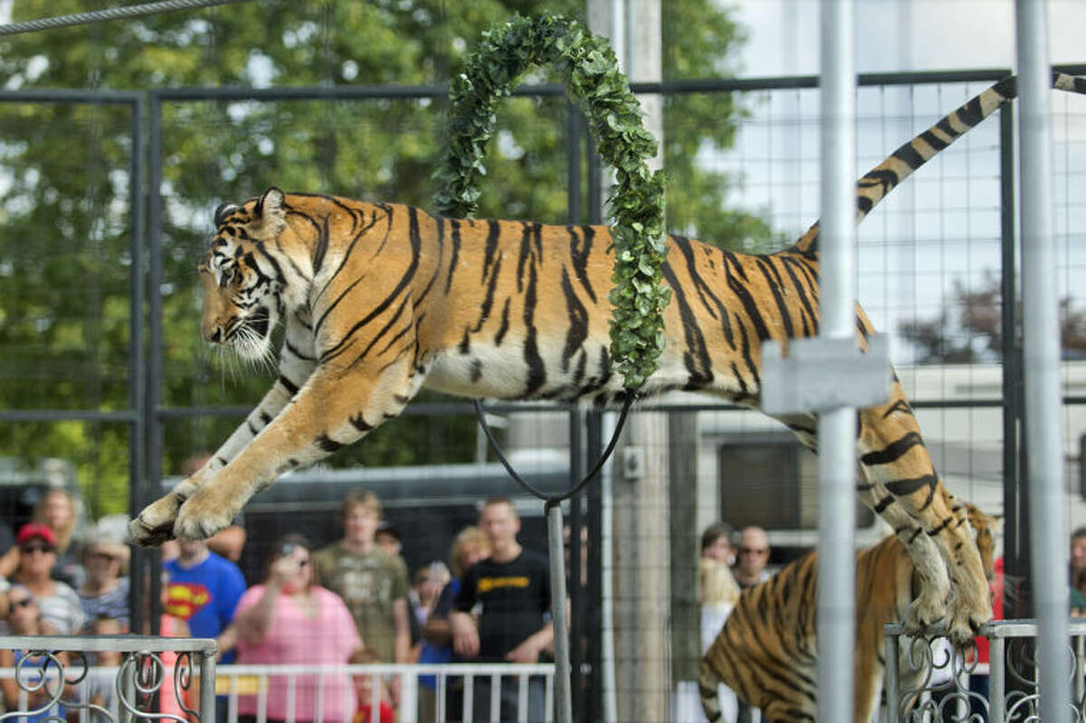 Earning their stripes! Playful tiger cubs play fight in Nuremberg