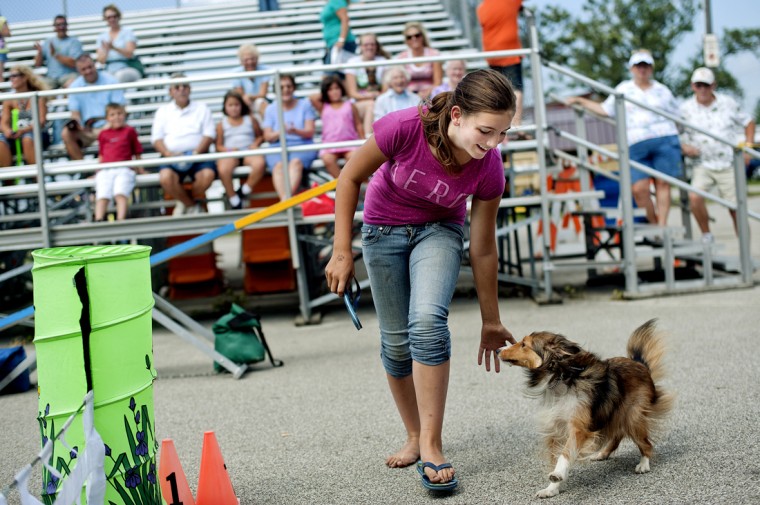 Dogs put through paces at kennel club competition