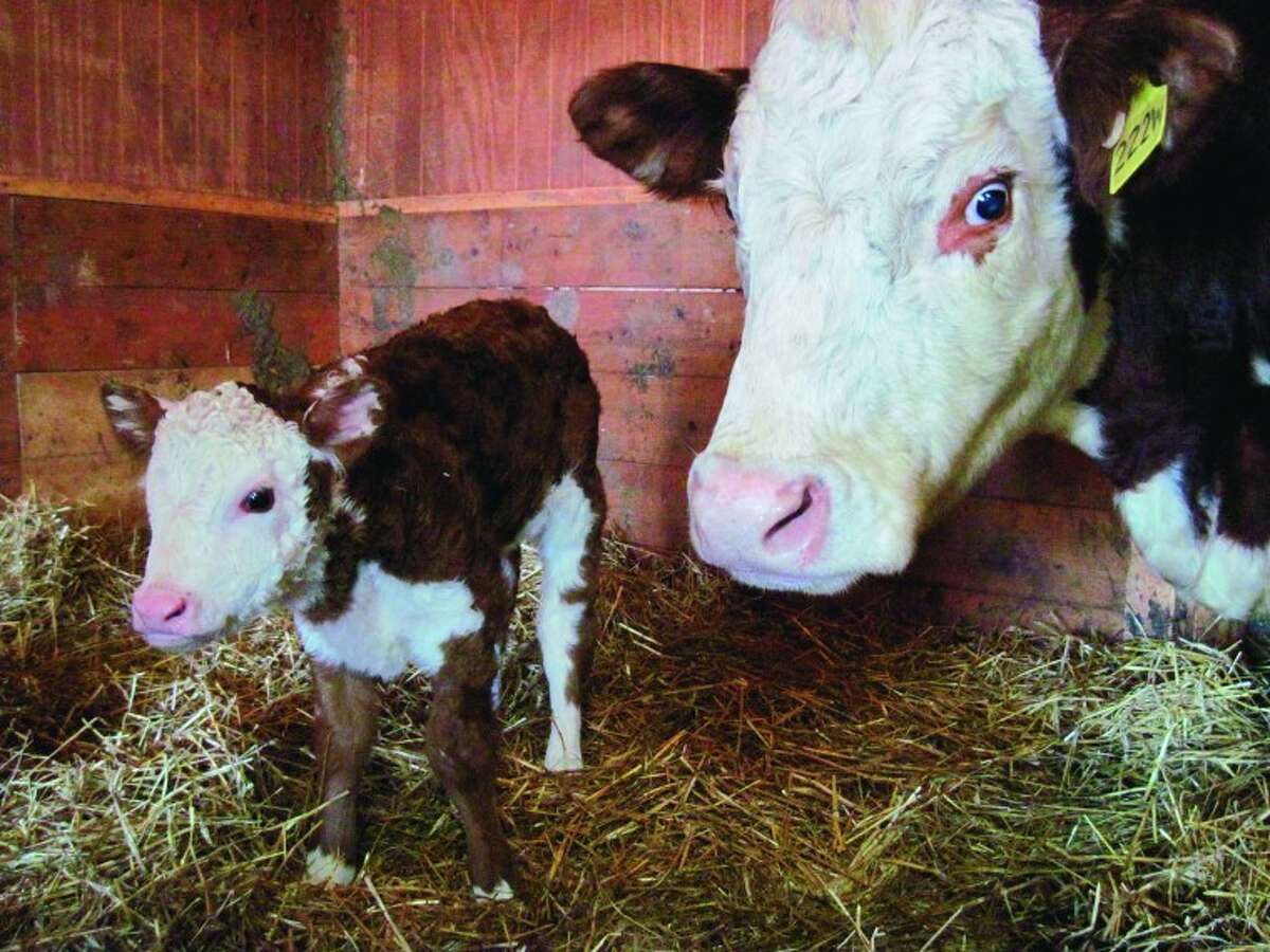 February and March are the active months for birthing of show calves at Boulder Clay Farm. Mother Flirt delivered baby heifer Farrah on Feb. 4. Photo by Cindy Crain Newman