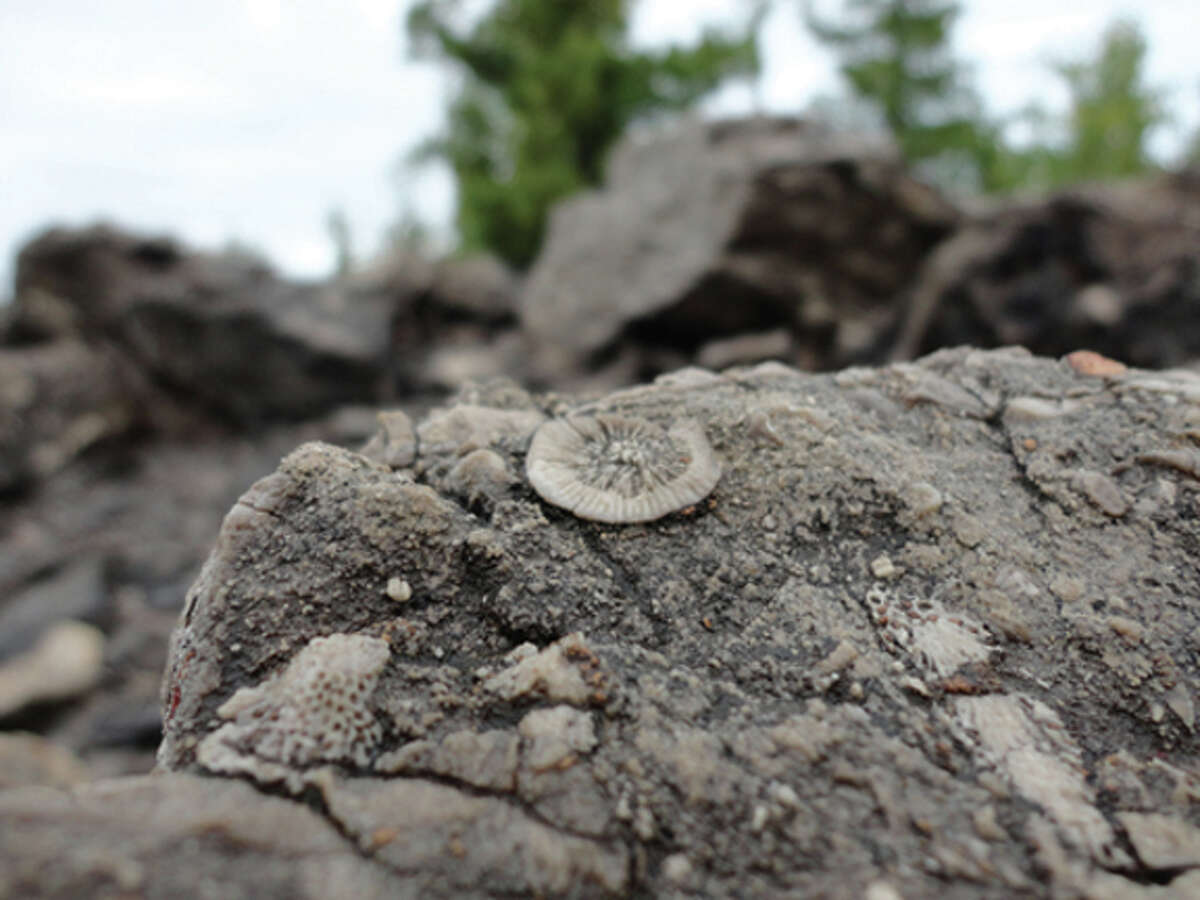 Fossils rock! PaleoJoe shares Alpena sites rich with millions-years-old ...