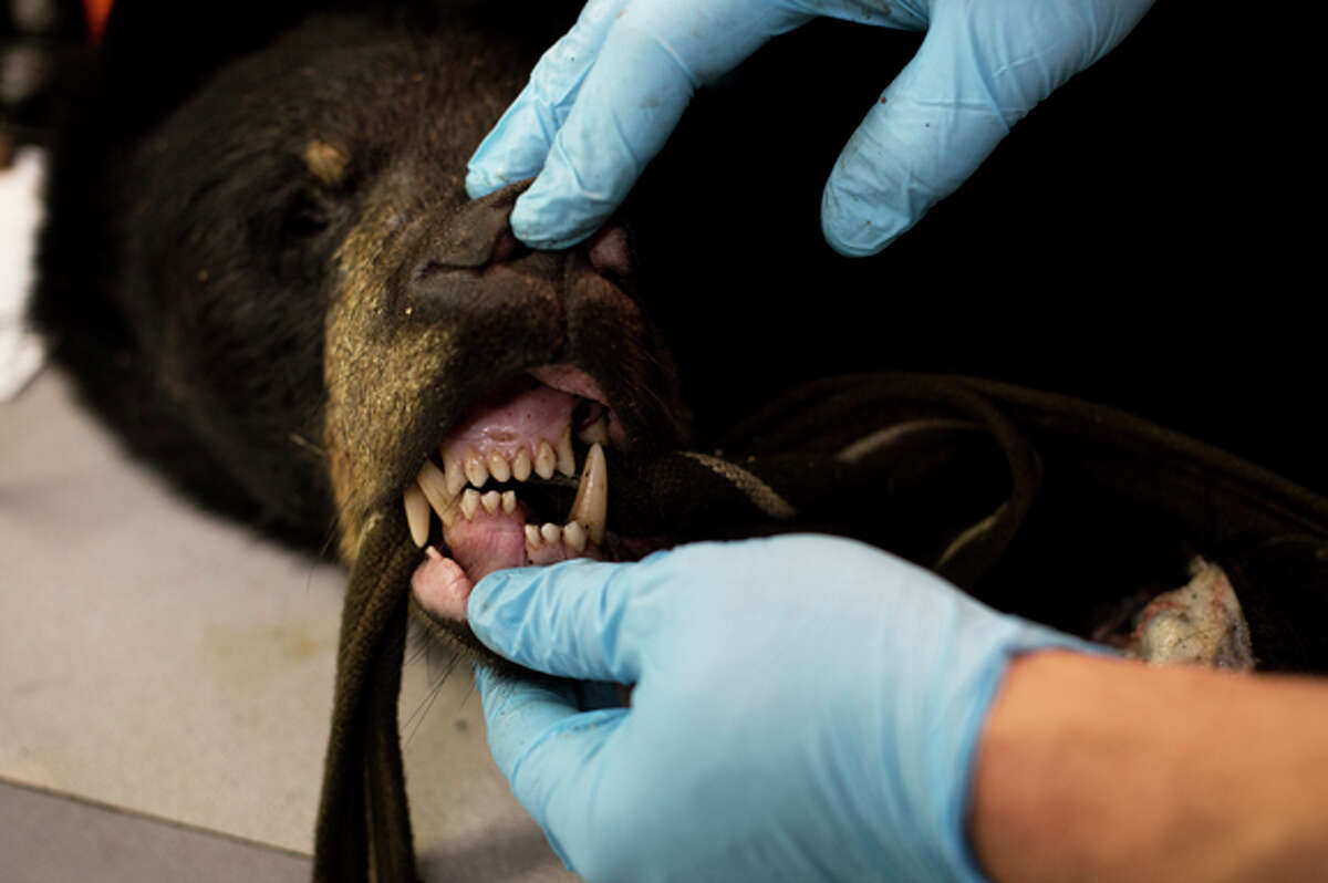 Justin Pohl, of Midland, examines a black bear's jaw at his taxidermy studio at his home on Wednesday. Pohl was preparing to start the mounting process on the bear.