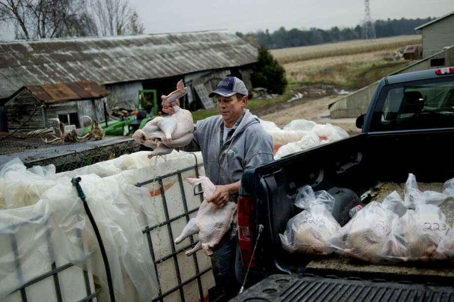 turkeys from the farm as fresh as it gets midland daily news