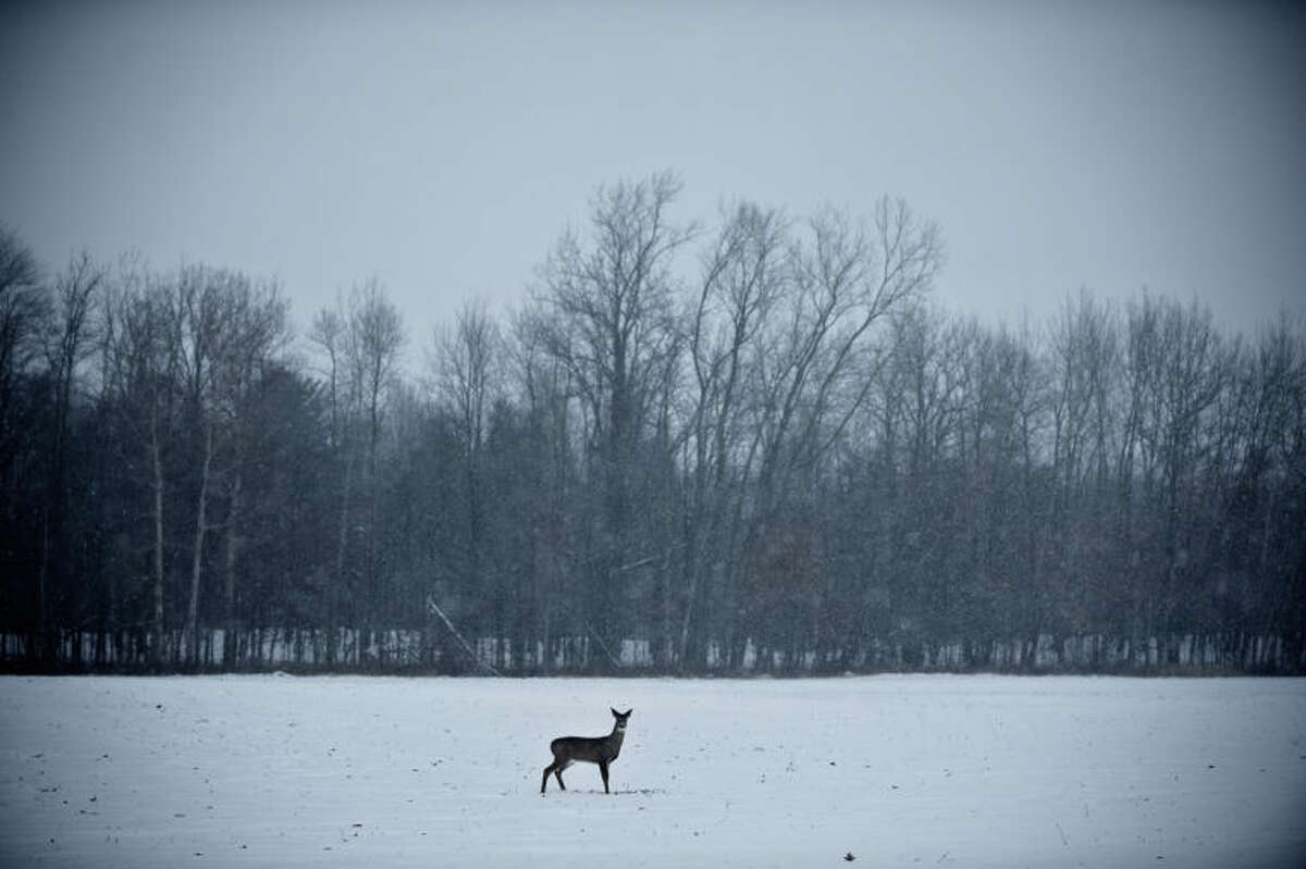 SEAN PROCTOR | sproctor@mdn.net A deer stands in the middle of a field off East Brooks Road on Monday afternoon. An arctic air mass brought colder than usual temperatures to much of the contiguous United States.