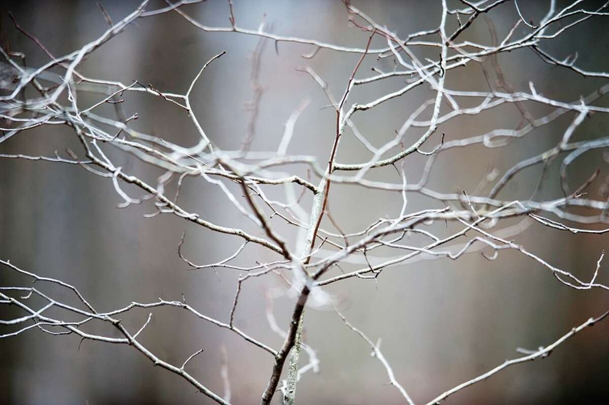 JAKE MAY | for the Daily News Tree limbs seemingly reach toward one another with white branches at the Chippewa Nature Center in Midland.