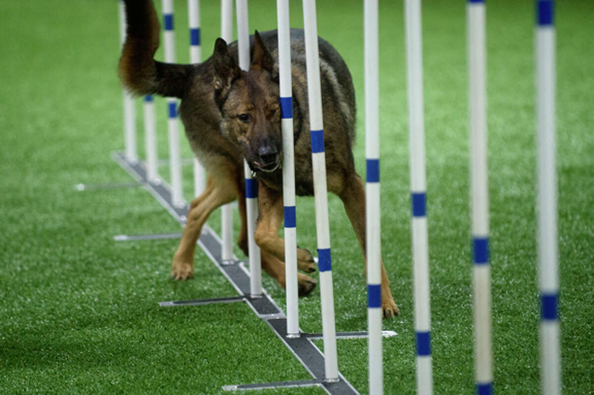 NICK KING | nking@mdn.net Karin Spiers' German Shepherd Lucion goes through the slalom  during a dog agility class at TNT Dog Center in Midland. Instructor Pat Parker teaches the course where dogs run with their owners, off the leash, jumping over hurdles, crawling through tunnels, going across teeters, and more.