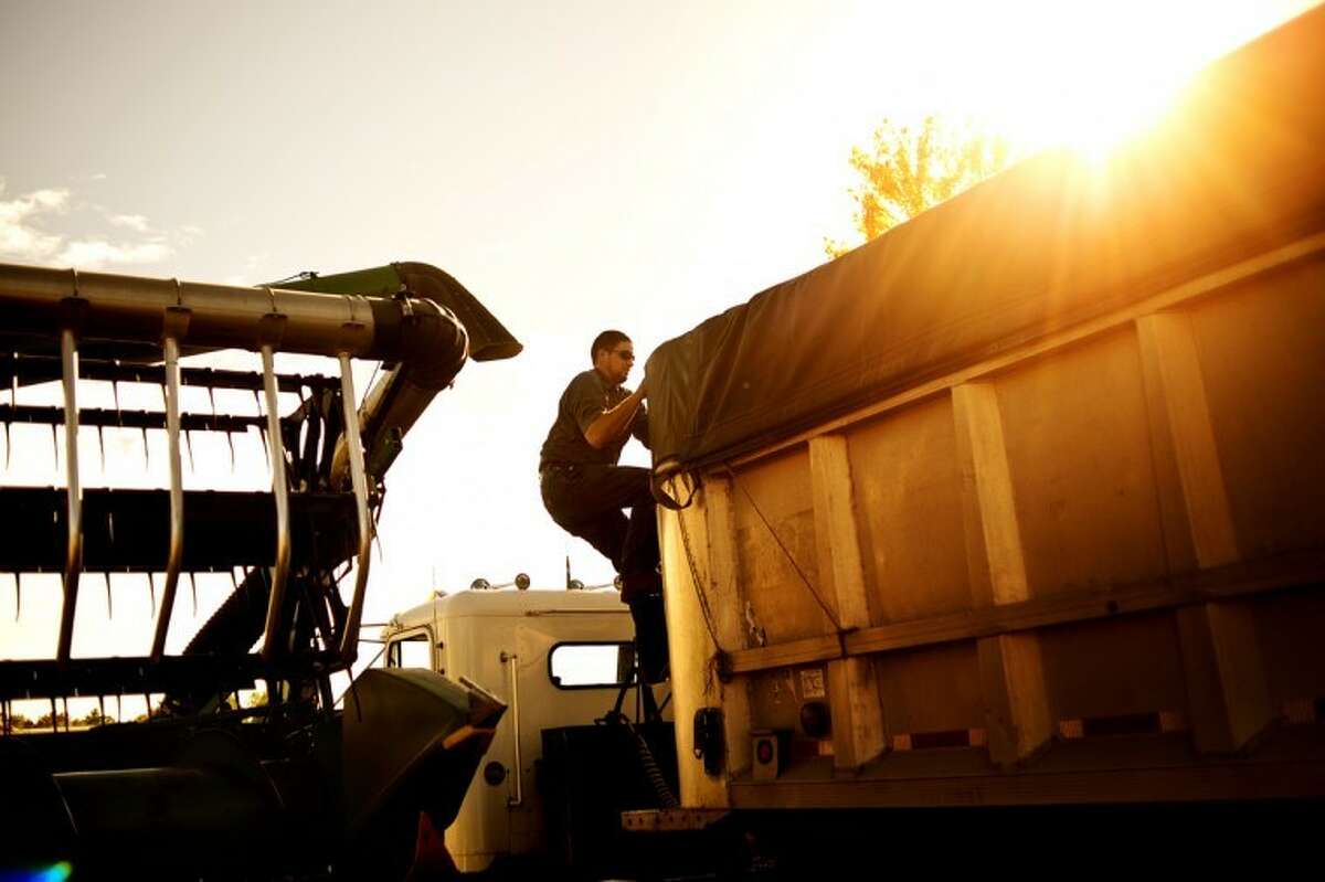 SEAN PROCTOR | photo@mdn.netNathan Clarke, of Coleman, climbs up the side of a semi-truck to strap down the tarp after filling the trailer with soy beans.