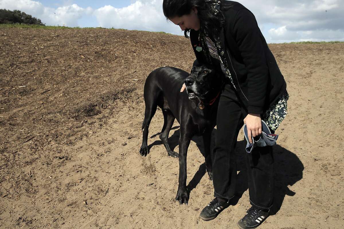 Sam White hugs Julius, a friendly Great Dane that was being walked by another person, on the trail as dogs and their humans enjoy the area at Fort Funston in San Francisco, Calif., on Tuesday, March 22, 2016. 