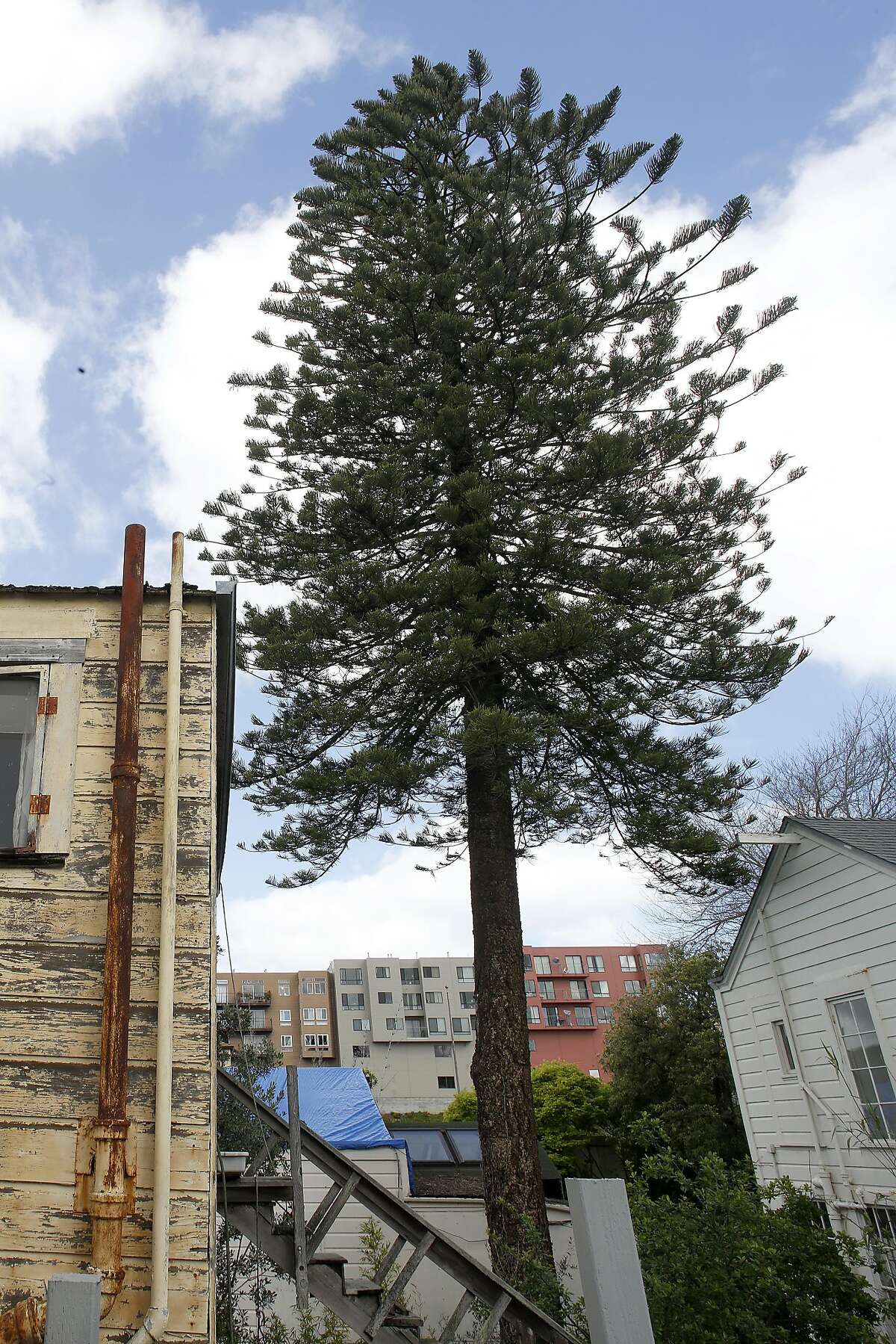 The cook pine tree at 46 Cook St. seen in the neighborhood in San Francisco, California, on tuesday, march 22, 2016.
