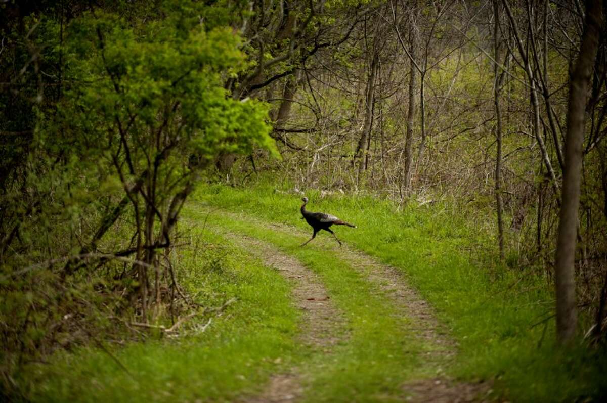 A turkey crosses a trail in this Daily News file photo. The first of the spring hunting seasons for turkey began Monday morning