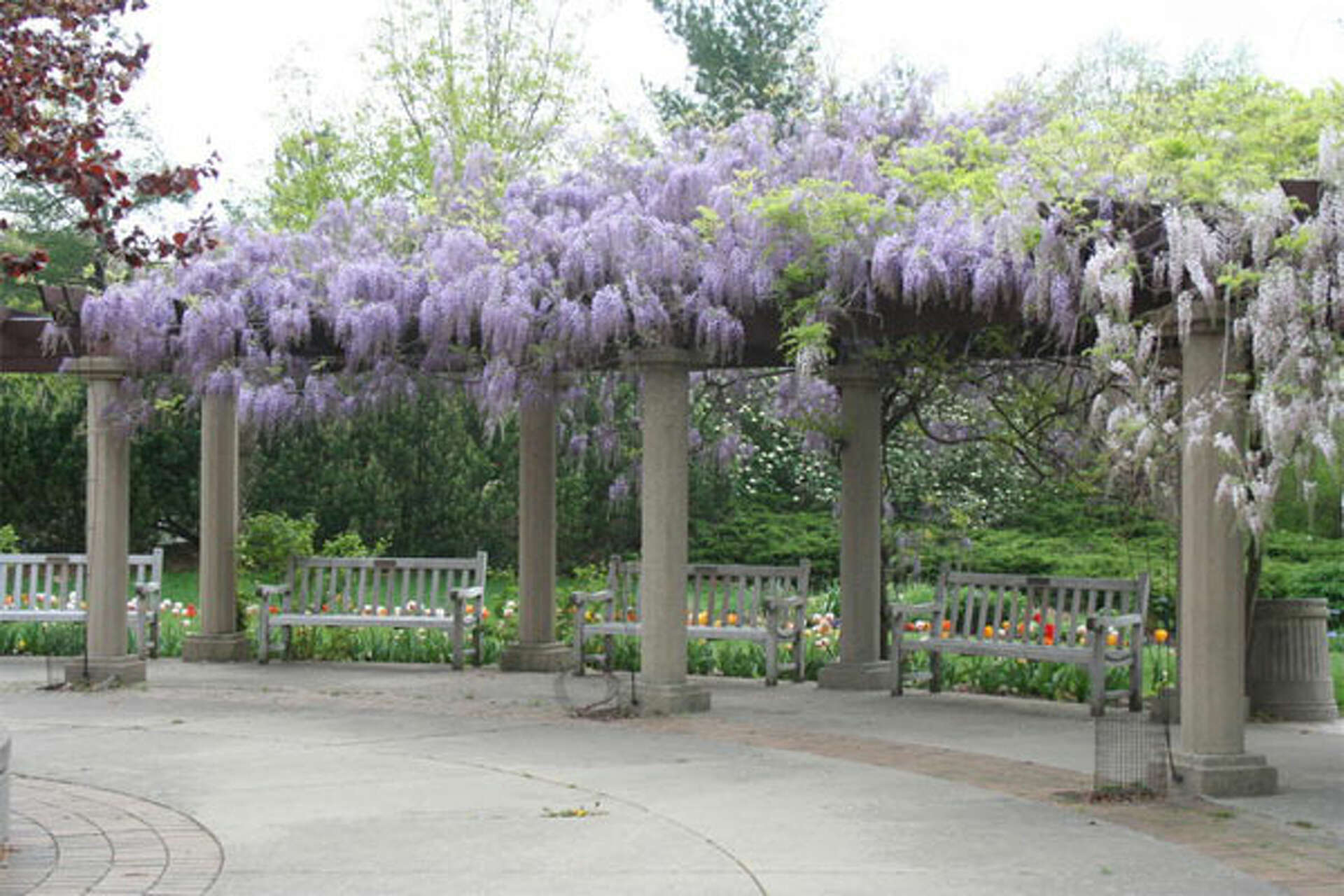 The Mystery of the Wisteria
