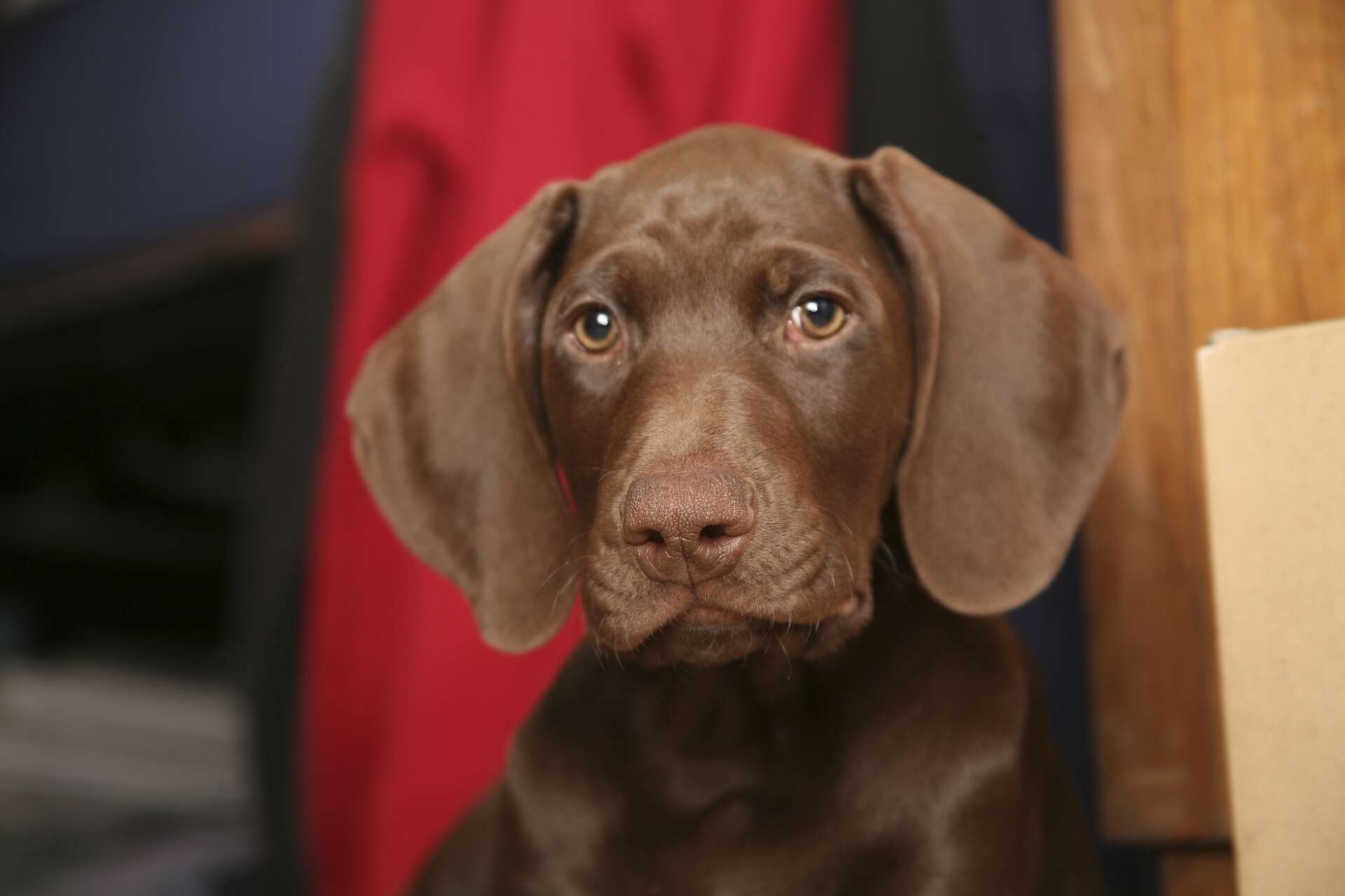 TSA phasing out pointyeared dogs because they scare children