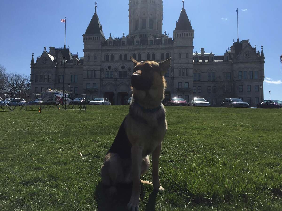 State Rep. Fred Camillo's pup Teddy Roosevelt took a trip to the State Capitol recently.