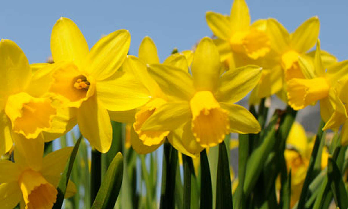 Meriden Daffodil Festival April 30 - May 1, 2016The annual festival has a parade, craft fair, live music, fireworks, food vendors and carnival rides. Find out more.