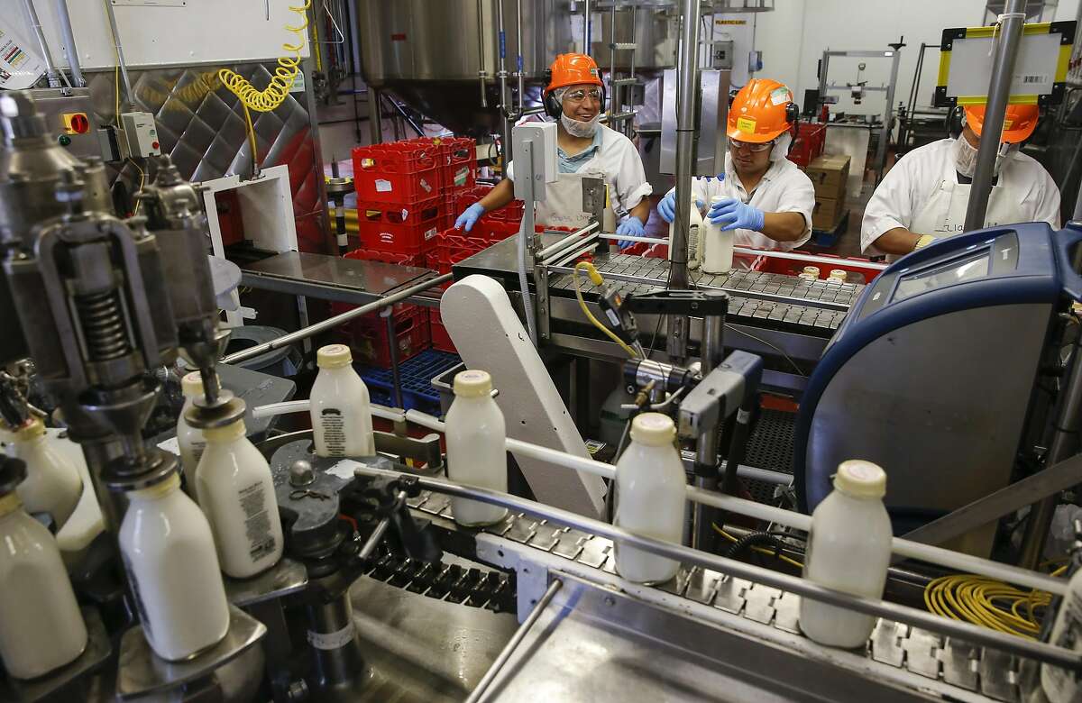 Alberto Figueroa, Eduardo Lopez and Antonio Rodriguez, work the organic non-GMO Half & Half production line at the processing plant of the Straus Family Creamery in Marshall, California, on Thurs. March 24, 2016.
