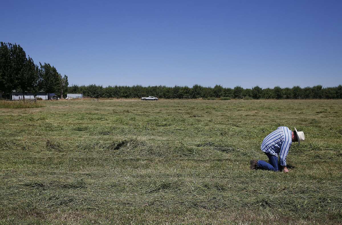 Dennis Baker, 53, feels how dry his hay field is after it was cut early to avoid fire danger after it dried out because of lack of water at Baker's home July 14, 2015 in Tracy, Calif. Baker, though he has senior water rights, had his water turned off after the California State Resources Control Board ordered Banta-Carbona Irrigation District to stop pumping water. Baker was forced to cut his hay early because of a fear that his 40 acres would catch on fire due to the dryness. Another concern is that his "permanent pasture" of reseeding grass will die. The grass has been reseeding itself for over 50 years and if it dies, he will have to replant it, which will cost extra money in a time where his small business is already strapped for cash.