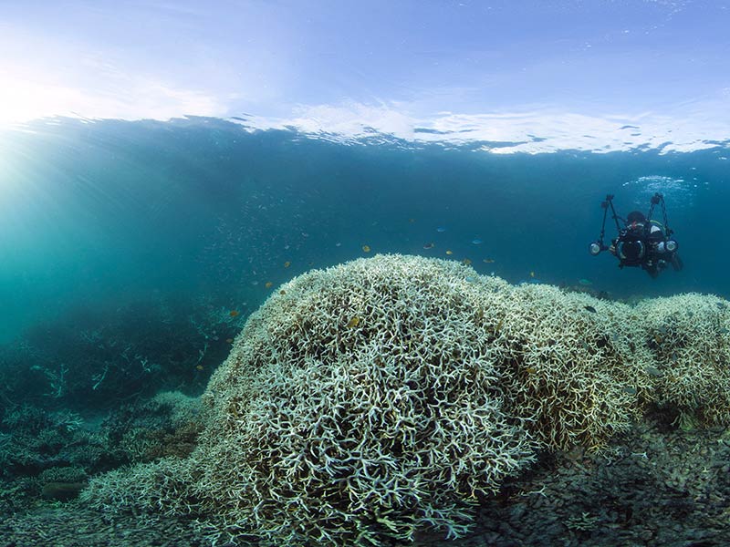 Stunning photos show the Great Barrier Reef is dying, due to 'coral