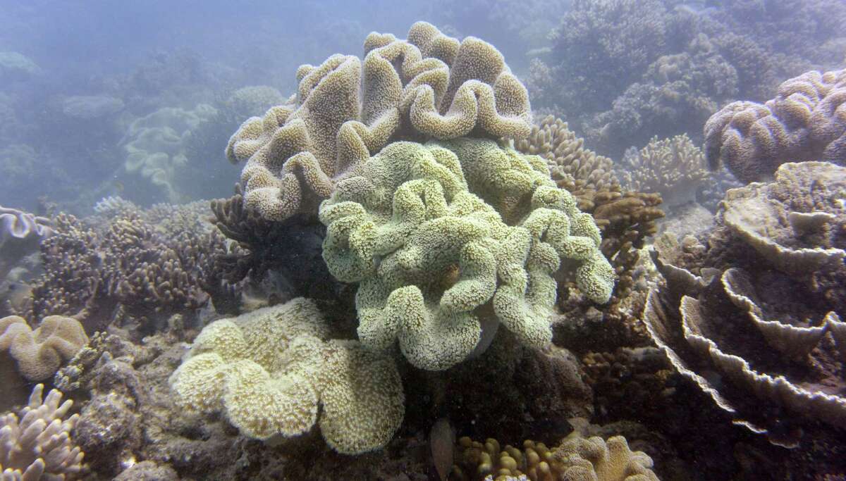 A photo taken on September 22, 2014, shows coral on Australia's Great Barrier Reef. The 2,300-kilometre-long reef contributes AUS$5.4 billion (US$4.8 billion) annually to the Australian economy through tourism, fishing, and scientific research, while supporting 67,000 jobs, according to government data. According to an Australian government report in August, the outlook for the Earth's largest living structure is "poor", with climate change posing the most serious threat to the extensive coral reef ecosystem. AFP PHOTO/William WEST