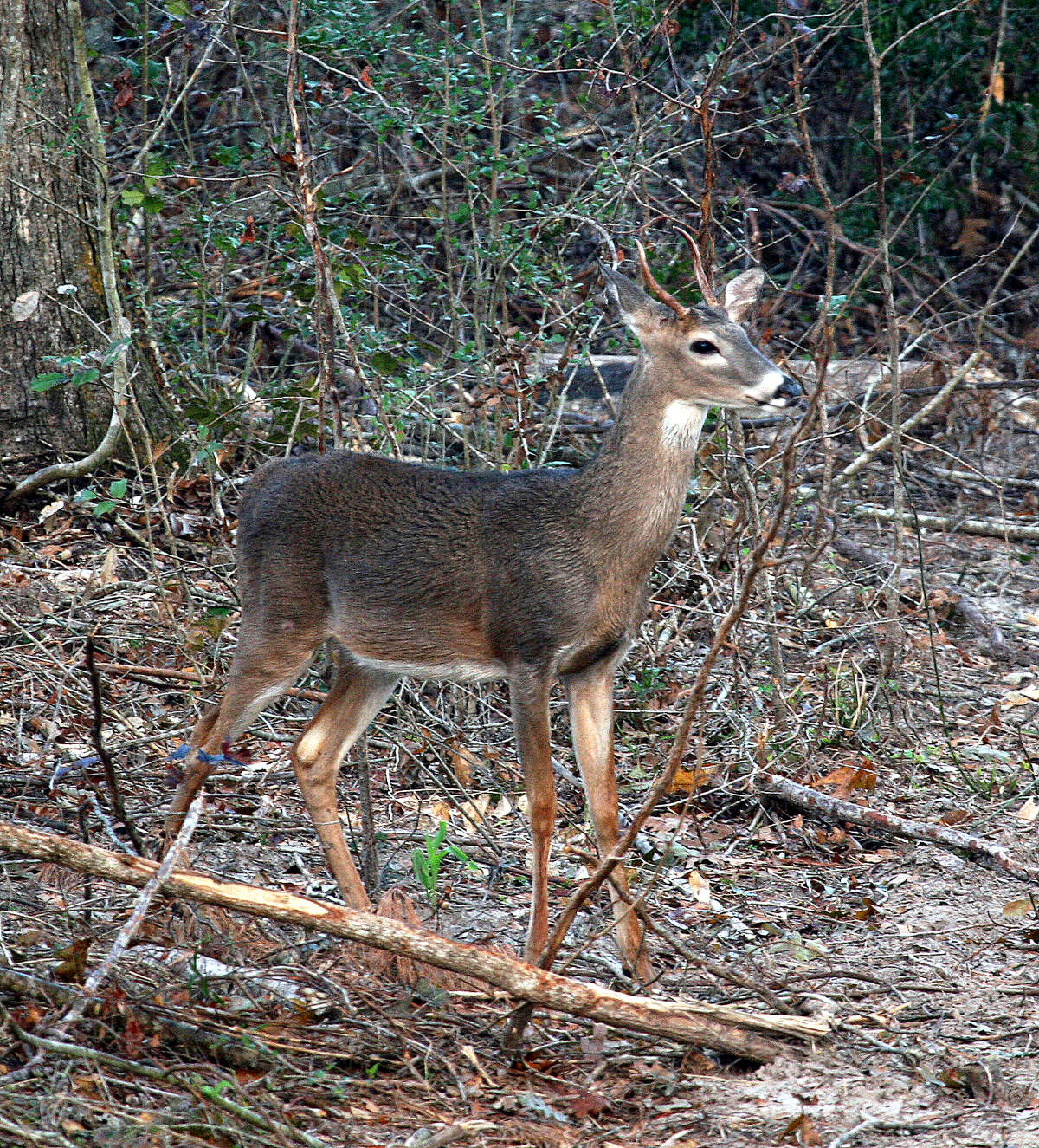 Recently adopted changes in Texas hunting regulations now define "unbranched antlered deer," addressing confusion over rules governing taking of "spike" bucks.