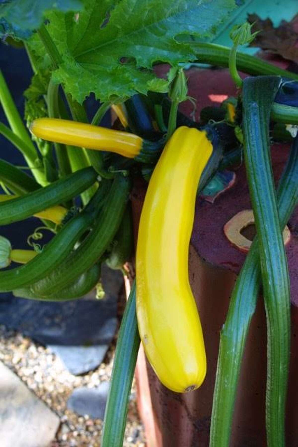 30 plants perfect for the Bay Area spring